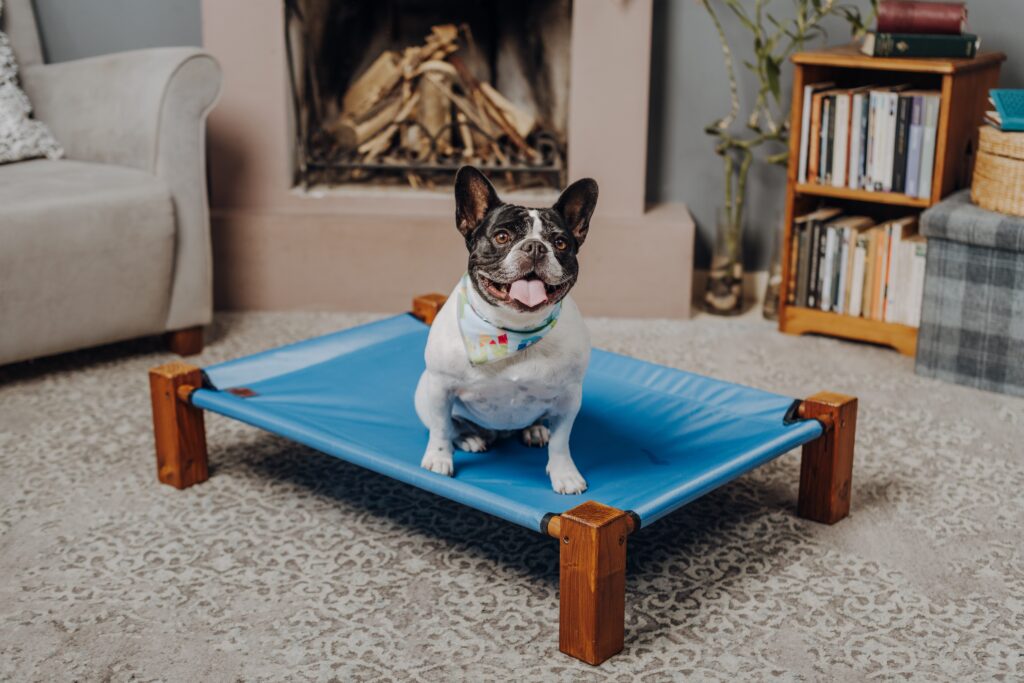 Are Elevated Dog Beds Good?