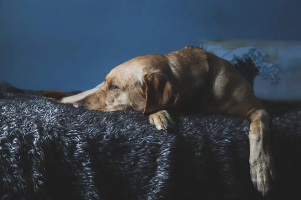 Can Two Dogs Share One Dog Bed?