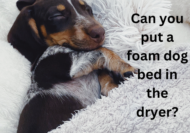 Can you put a foam dog bed in the dryer?