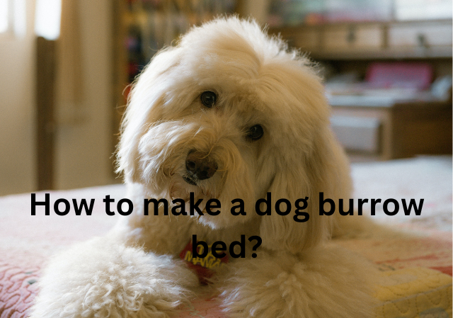 How to make a dog burrow bed?