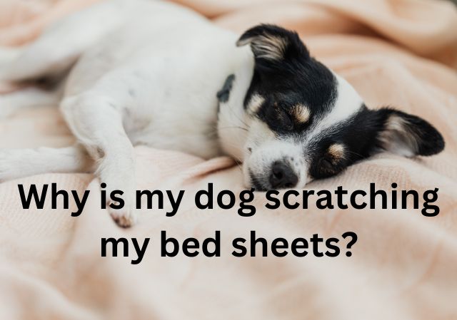 Why is my dog scratching my bed sheets?