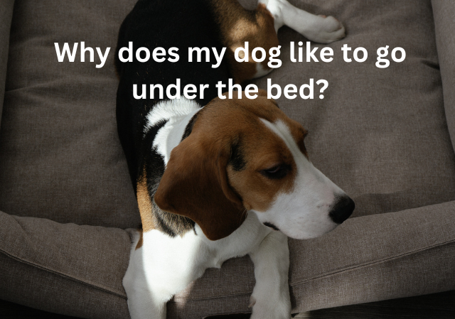 Why does my dog like to go under the bed?