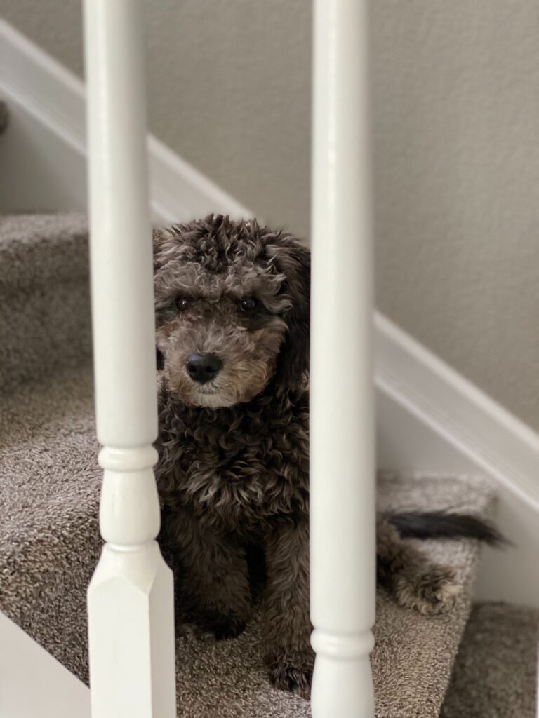 Dog stairs for bed for large dogs