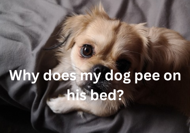 Why does my dog pee on his bed?
