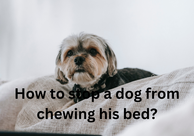 How to stop a dog from chewing his bed?