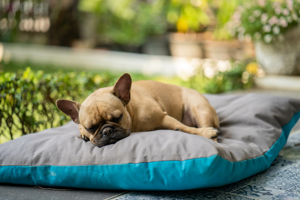 How often to wash dog bed?