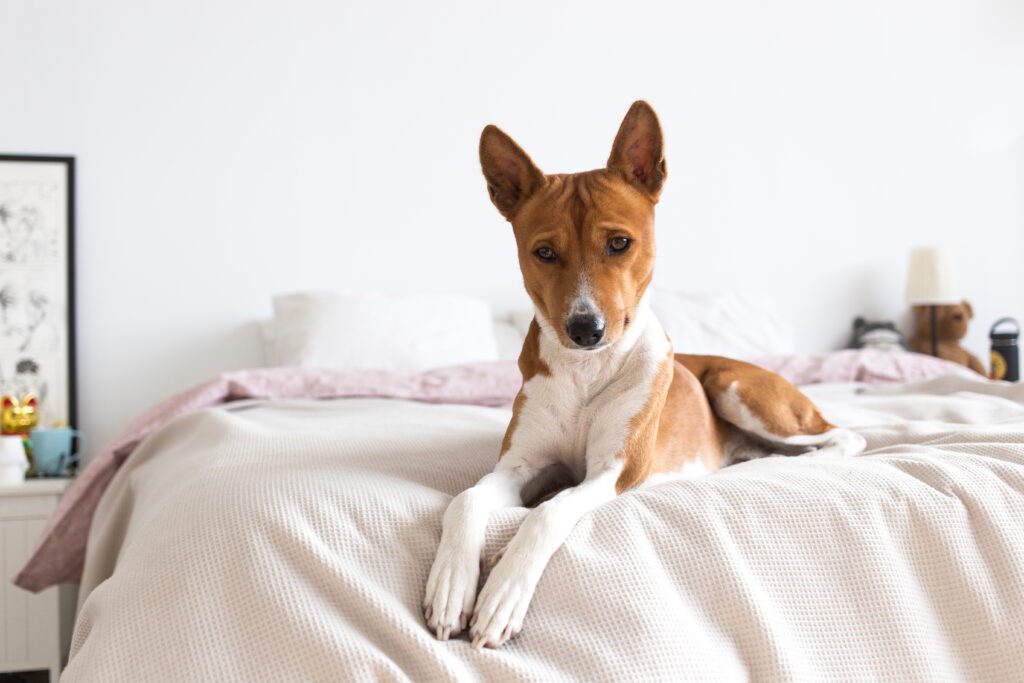 How to train a dog to stay off the bed?