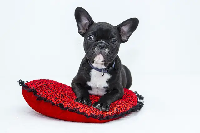 Why is my dog scratching his bed?