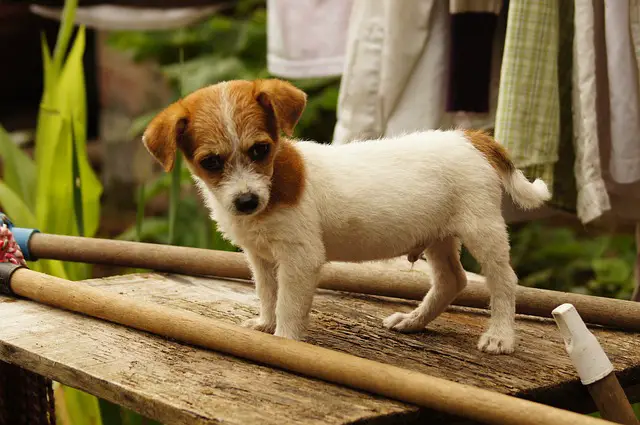 Why does my dog nibble on my bed sheets?