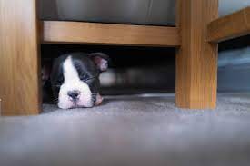 How to block dogs from going under the bed?