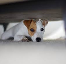 How to block dogs from going under the bed?