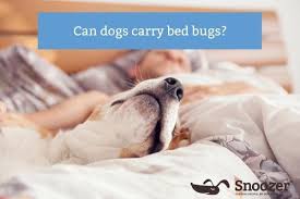 do dogs spread bed bugs