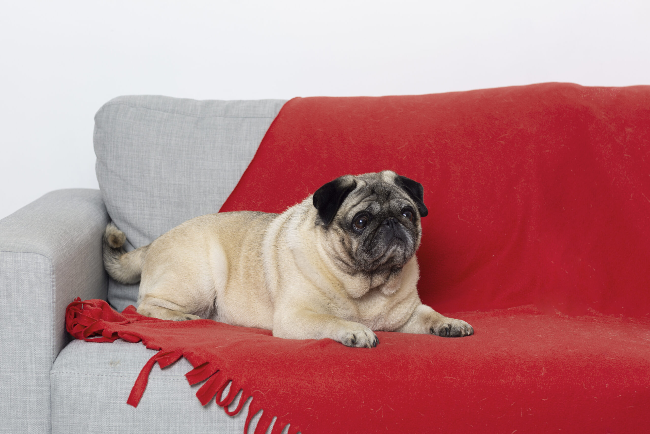 extra-large-dog-bed-clearance-2023-review-dogbedes