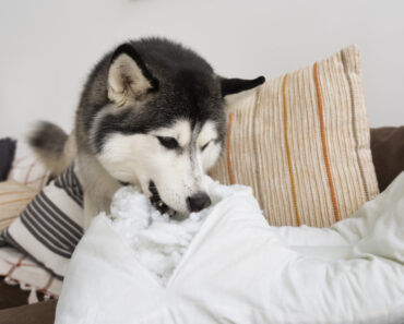 Cuddle pups dog bed reviews