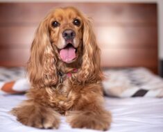 Best orthopedic dog bed for hip dysplasia- 2023 Reviews