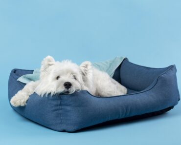 Mypillow dog bed review