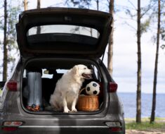 Travel dog bed for car (2023- Reviews)