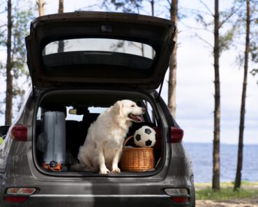 Travel dog bed for car (2023- Reviews)