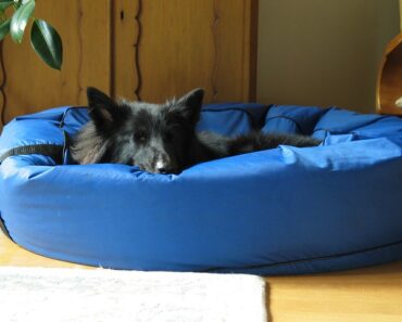 Dog bed for outside (2023- Reviews)