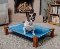 Are Elevated Dog Beds Good?