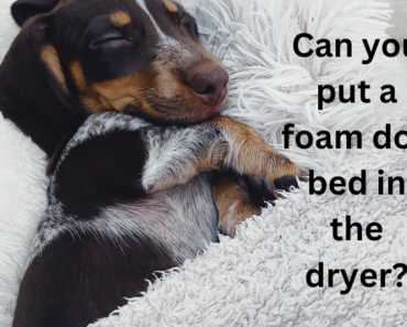 Can you put a foam dog bed in the dryer?