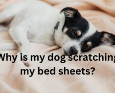 Why is my dog scratching my bed sheets?