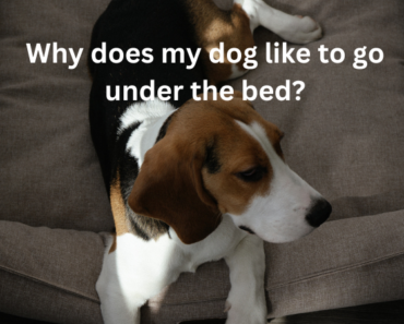 Why does my dog like to go under the bed?