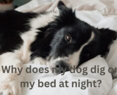 Why does my dog dig on my bed at night?