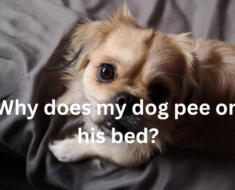 Why does my dog pee on his bed?