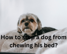 How to stop a dog from chewing his bed?