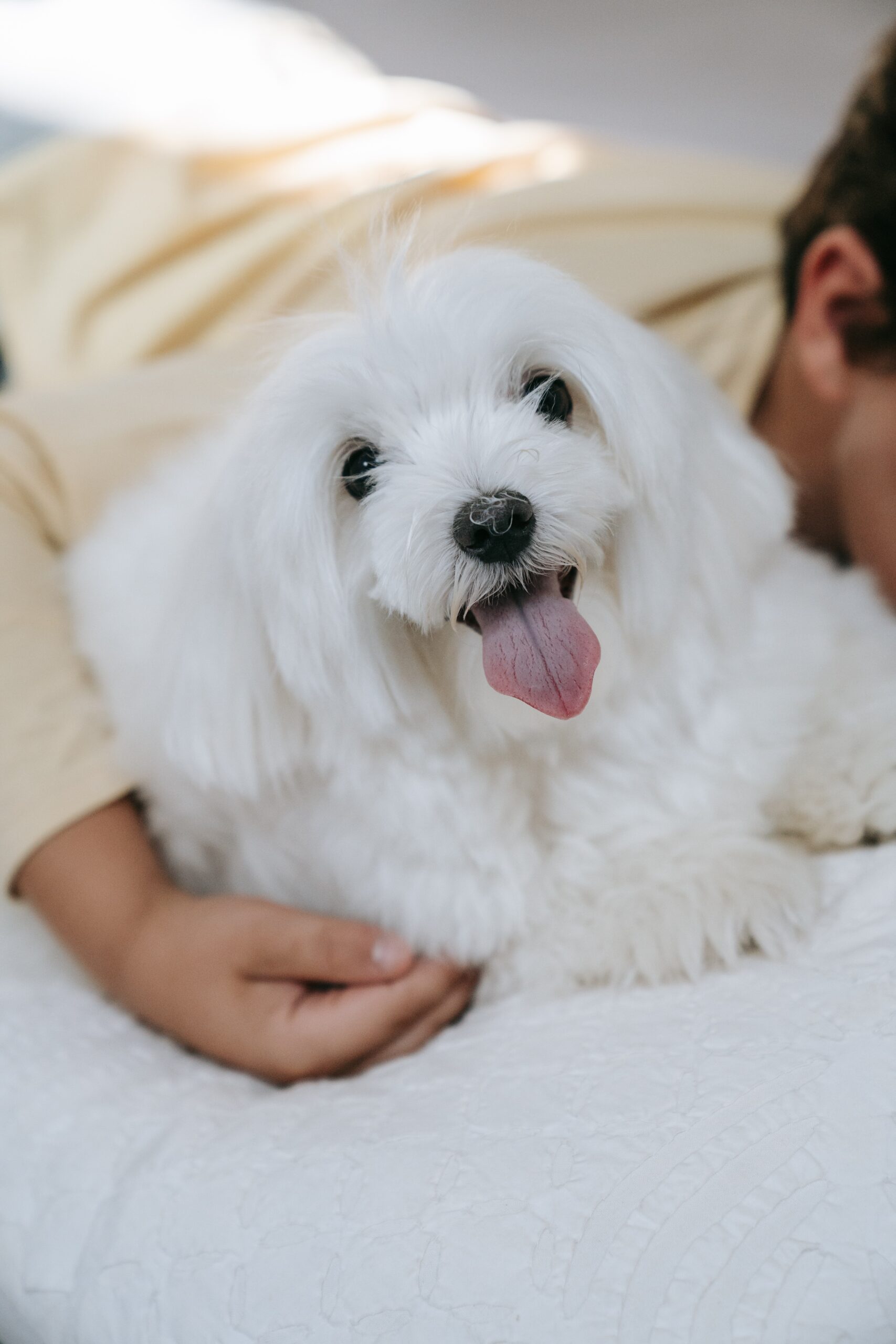 how-to-stop-dog-from-peeing-on-bed-dogbedes