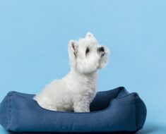 How to make a dog cot bed?