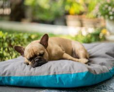 How often to wash dog bed?
