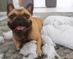Do bed bugs bite dogs?