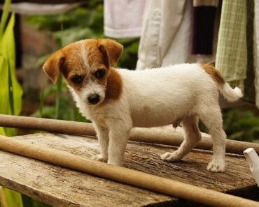 Why does my dog nibble on my bed sheets?