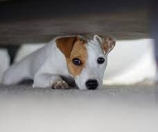 How to block dogs from going under the bed?